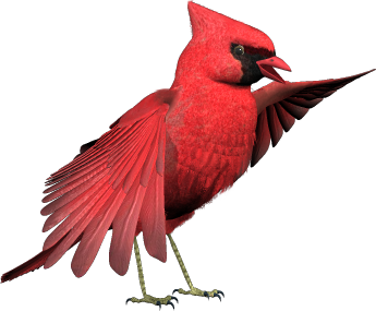 Cardinal